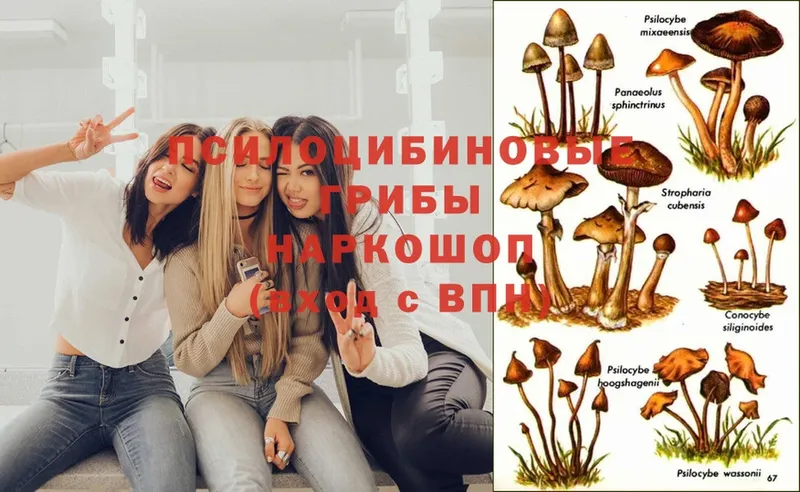 наркошоп  блэк спрут ссылка  Галлюциногенные грибы Cubensis  Ряжск 